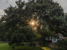 The sun shines through a tree on Tulane's campus