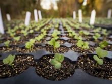 plant sprouts in soil