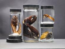 Deep sea fish specimens