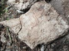 Study reveals total warfare among Classic Maya Study reveals total warfare among Classic Maya