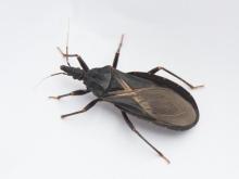 Kissing bug