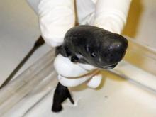 Rare pocket shark found in Gulf of Mexico Rare pocket shark found in Gulf of Mexico