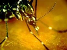 Zika Zika