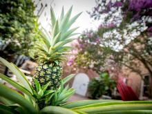 A pineapple patch emerges in an unlikely location on the uptown campus.